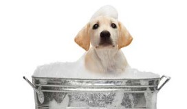 Dog Grooming Information