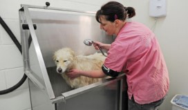Dog Grooming Services