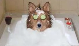 About Ruff to Fluff Grooming